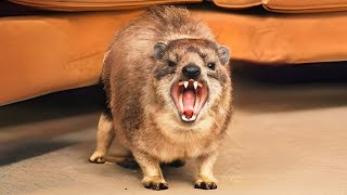 Hyrax 🦔 You Wont Believe Their Calls [upl. by Faux]