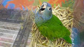 Blueheaded Parrot Baby ： アケボノインコ（ヒナ）山羊鳴き [upl. by Nuawtna767]