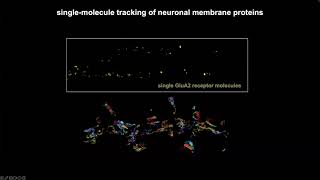 Dissection the Dynamic Nanoscale Organization of Neuronal Synapse [upl. by Vinnie]