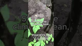 PHASEOLUS VULGARIS AKA CLIMBING BEAN [upl. by Cosme]