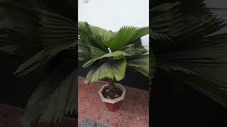 Need to clean Licuala Orbicularis Plant [upl. by Airdnala745]