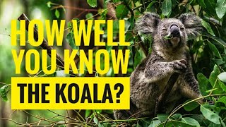 Koala  Description Characteristics and Facts [upl. by Eckhardt]