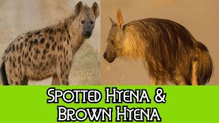 Spotted Hyena amp Brown Hyena  The Differences [upl. by Poree]