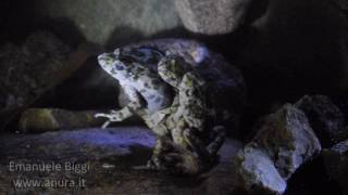 Parsley frog Pelodytes punctatus breeding frenzy [upl. by Knipe426]