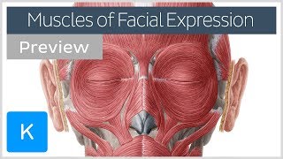 Muscles of facial expression preview  Human Anatomy  Kenhub [upl. by Jaquiss517]