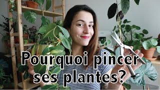 Pourquoi pincer ses plantes dintérieur  définition et petits conseils  Vertbobo [upl. by Nalehp465]