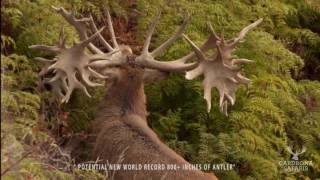 Kill Shot Of A 800 SCI New Zealand Red Stag  Venator Cardrona Safaris [upl. by Eniawd]