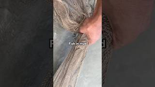 Fish in mud😱 shorts fishing fishingvideo [upl. by Yumuk]