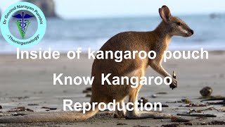 Uncovering the Mystery of Kangaroo Reproduction Whats Inside That Pouch [upl. by Enialedam]