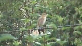 Willow Warbler amp Chiffchaff [upl. by Sirtimid]