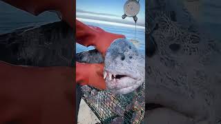 Why does the wolffish have such a strong bite satisfying knowledge [upl. by Eylrahc572]