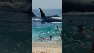 Killer Whale Passes by Making Big Waves [upl. by Ynohtnaed]