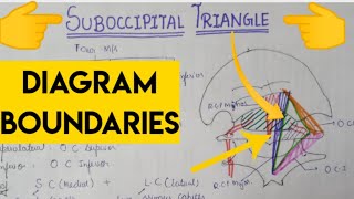 Suboccipital Triangle [upl. by Calley]