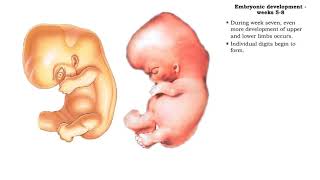 Embryonic development  Weeks 5 to 8 [upl. by Oluap]