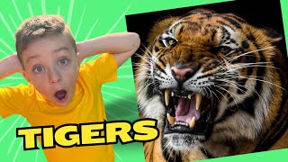 Tigers Learn about Jungle Animals for Kids 🐯 Educational Videos for Kids [upl. by Kotta935]