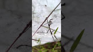 Finding a stick bug part 2 [upl. by Schecter556]