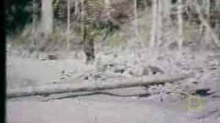 Roger Patterson Bigfoot Footage [upl. by Aicilev131]