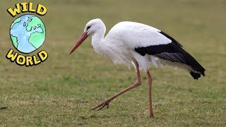 Wild World  The White Stork  ZeeKay [upl. by Marcell364]