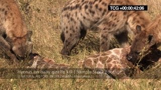 Hyenas on baby giraffe kill HD [upl. by Nagah812]