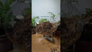 Creating a Miniature Ecosystem Terrarium Making in a Candy Jar [upl. by Aeiram345]