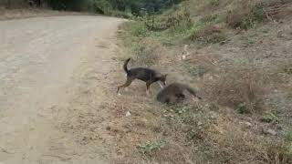 Pelea entre perro vs mapache [upl. by Sebbie951]