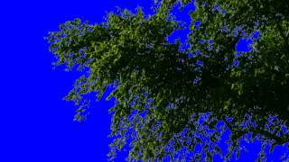 Real Tree  Free Chroma Key Effect by Vidiotschannel [upl. by Ikram401]