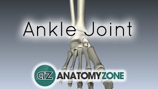 Ankle Joint  3D Anatomy Tutorial [upl. by Zak458]