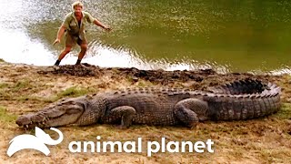 The Crocodile Hunter  Best Of Steve Irwin  S01 E06 [upl. by Ellehcil]