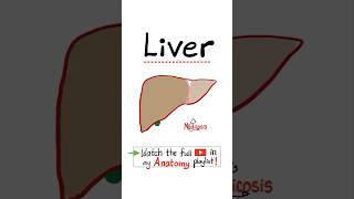 Anatomy of the Liver bile ducts gall bladder…anatomy biology science nurse doctor mbbs [upl. by Hardman316]