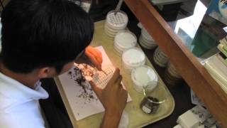 Germination and tetrazolium test timelapses 2012 [upl. by Ekal449]