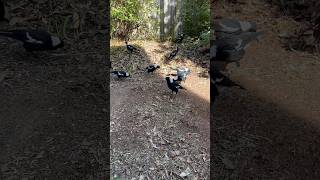 A family of 17 Australian native Magpies come to rummage around a garden I was cleaning up magpies [upl. by Nihcas]