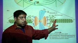 Anaphase A and B [upl. by Algernon132]