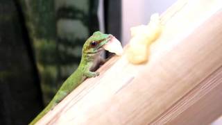 Phelsuma Madagascariensis Sainte Marie frisst [upl. by Bushweller]