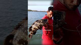 Grouper Fish Fishing in River Mouth fishingislife grouperfish fishingtecnique fish fishing [upl. by Carr]