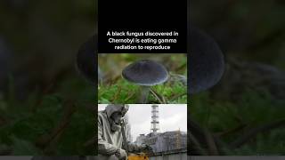 The black fungus of Chernobyl that is eating the radiation to grow [upl. by Edak]