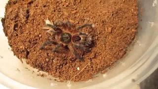 Part 1 of 3 From Beginner To Advanced Tarantula KeepingFeeding [upl. by Niahs]