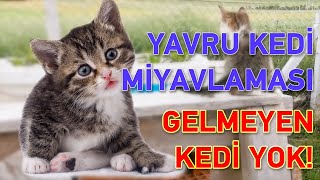 KEDİ ÇAĞIRMA SESİ Gelmeyen Kedi Yok  Yavru Kedi [upl. by Nela]