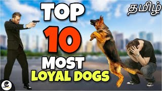 Top 10 விசுவாசமான நாய்கள்  most loyal dogs that will give their life for you  canine empire [upl. by Ayanet525]