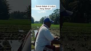 Ternak Bebek Sistem Umbaran  LAHAN SANTRI [upl. by Jordison980]