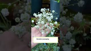 🌸 Essential Tips for Growing Beautiful Gypsophila flowers gardening [upl. by Ominoreg]