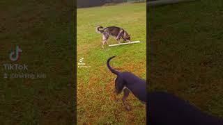 Wolfdog Vs Malinois shortsfeed shortsviral wolfdog malinois dutchshepherd [upl. by Wesle]