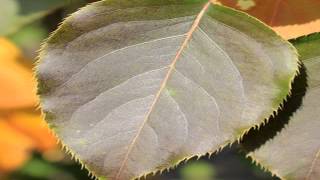 hardy ussurian pear [upl. by Eilatan]