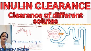 Inulin Clearance with clearance of different solutes [upl. by Ieluuk]