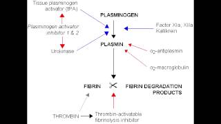 Fibrinolysis  Anticoagulation Pathway [upl. by Felder]