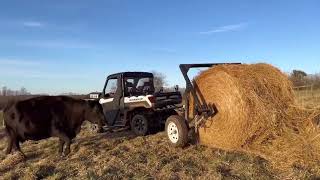 Unrolling hay with our Smith’s Welding Hay Bale Unroller regenerativefarming hay cattle beef [upl. by Nwahsal]