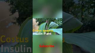 Insulin Plant Costus Igneus diabetes insulin shorts [upl. by Evante846]