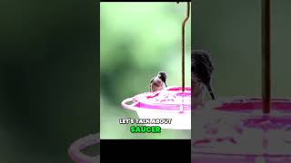 The Three Best Hummingbird Feeder Types [upl. by Cherrita]