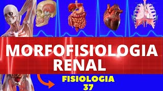 MORFOFISIOLOGIA RENAL FISIOLOGIA HUMANA SISTEMA EXCRETOR  URINÁRIO  FISIOLOGIA DE GUYTON [upl. by Tibbetts]