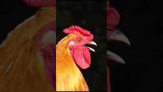 Rooster crowing compilation the best rooster viralshort youtubeshorts [upl. by Ram670]