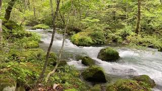 Oirase Gorge mountain stream Aomori Japan [upl. by Assiroc757]